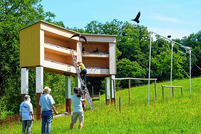 Just als die Jungen zur Beringung aus dem Nest geholt wurden, schwebten die Eltern ein und schauten nach dem Rechten.