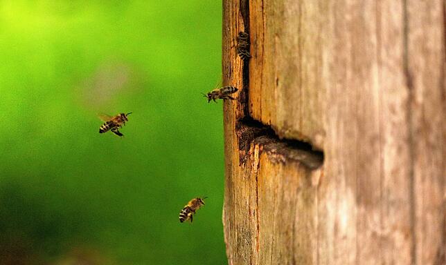 Es ist ein Kommen und Gehen: Hier leben zahlreiche Bienenvölker, deren Bienen eifrig unterwegs sind.
