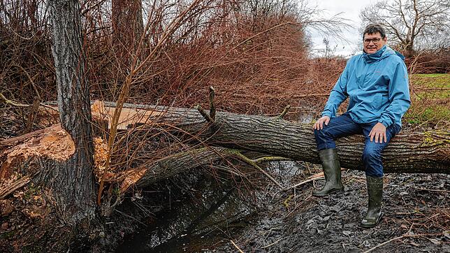 Der Markelfinger Ortsvorsteher Lorenz Thum auf dem abgesägten Baum entlang der Bahnlinie. Er wurde sichereitshalber kontrolliert ...