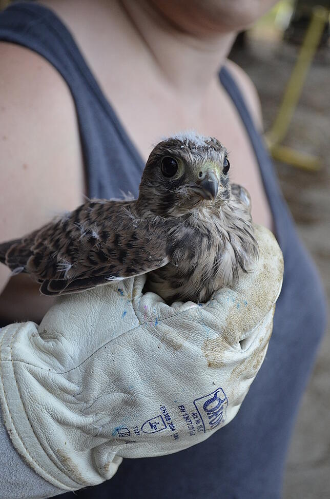 Ein verletzter Turmfalke.
