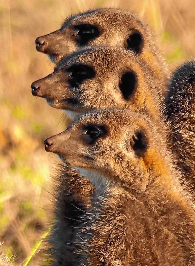 Erdmännchen sind sehr aufmerksame Tiere.