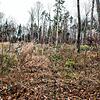 Auf einer verödeten Fläche, die Thomas Birkhofer in seinem Wald eingezäunt hat, haben sich bereits 25 verschiedene Baum- und ...