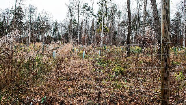 Auf einer verödeten Fläche, die Thomas Birkhofer in seinem Wald eingezäunt hat, haben sich bereits 25 verschiedene Baum- und ...