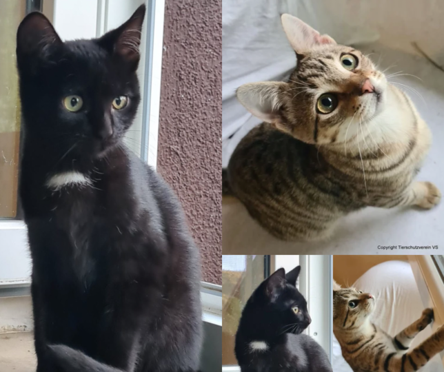 Abraxas und Shakira suchen ein Zuhause – sie sind derzeit bei einer Pflegestelle des Tierschutzvereins untergebracht und würden ...