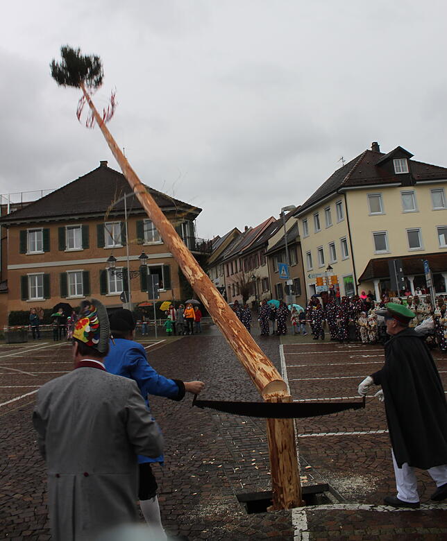 Bild 1: Premiere am Fasnetsdienstag: Narrenbolizei Michael Bauer hilft beim Narrenbaumfällen aus