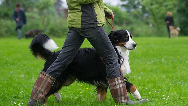 In Niedersachsen ist er ab 1. Juli Pflicht: der sogenannte „Sachkundenachweis“ für alle Hundehalter, im Volksmund Hundeführerschein ...