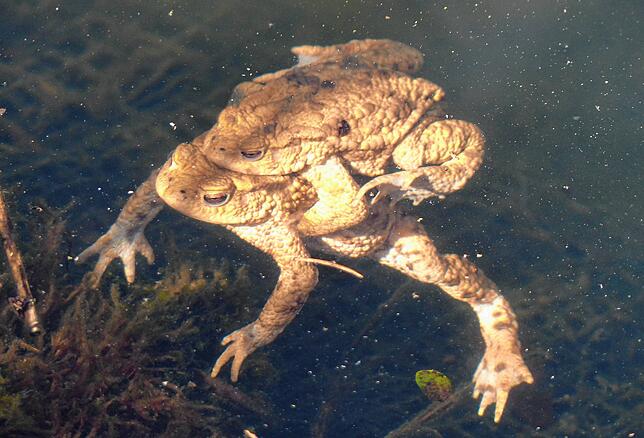 Erdkröten paaren sich im Wasser.