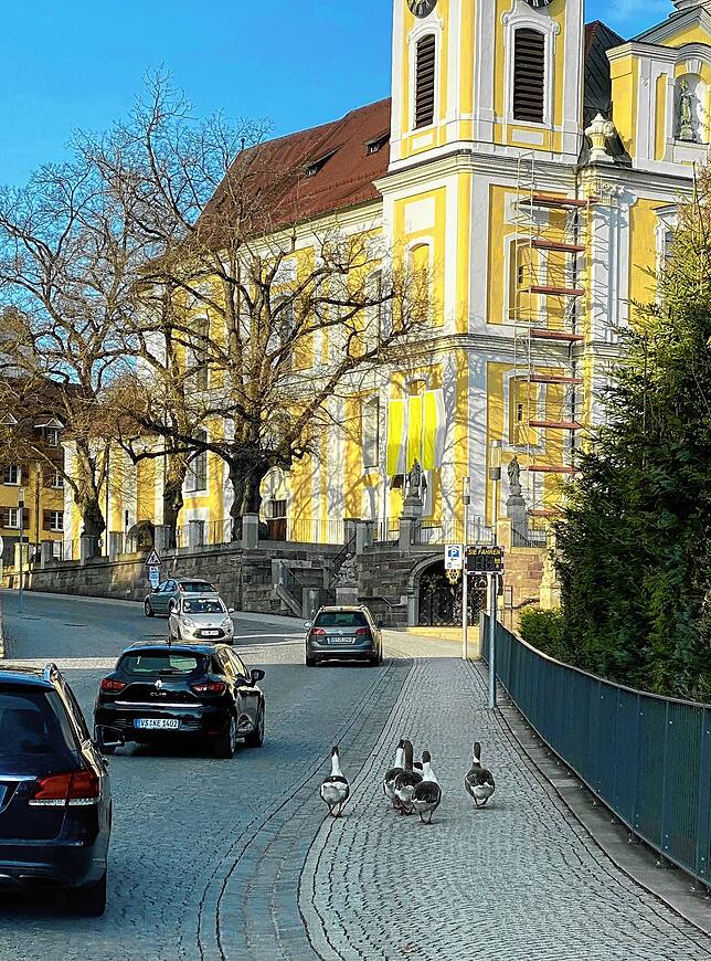 Die Gänse watscheln im April 2021 durch Donaueschingen in Richtung Stadtkirche.