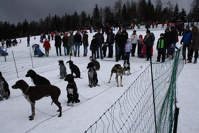 Bild 30: Das Internationale Schlittenhunderennen in Todtmoos 2019 in Bildern