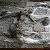 Der 2015 in der Tongrube Frick entdeckte Plateosaurus &bdquo;Fabian&ldquo; ist fertig präpariert und wird seit 17. Mai im Sauriermuseum ...