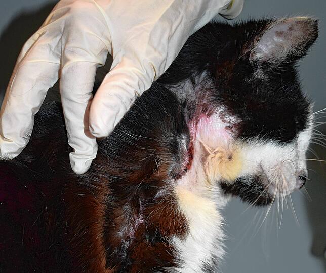 Eine Katze mit einer großen Wunde wird im Kreistierheim untersucht. Viele der eingelieferten Tiere seien in einem schlechten Zustand, ...
