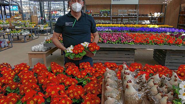Axel Mauch inmitten bunter Primeln in seinem Gartenmarkt. In den vergangenen Wochen mussten viele Pflanzen entsorgt werden.