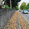 Mehrere Tonnen Kartoffeln führten am Mittwoch, 28. August, zur Sperrung der Schaffhauserstraße in Neuhausen am Rheinfall.
