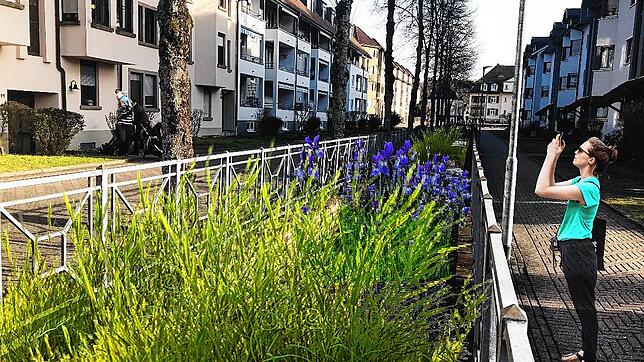 So sollte der Bifig-Seitenkanal nach der Umgestaltung laut einer Visualisierung der Stadtverwaltung aussehen: frisches luftiges Grün und ...