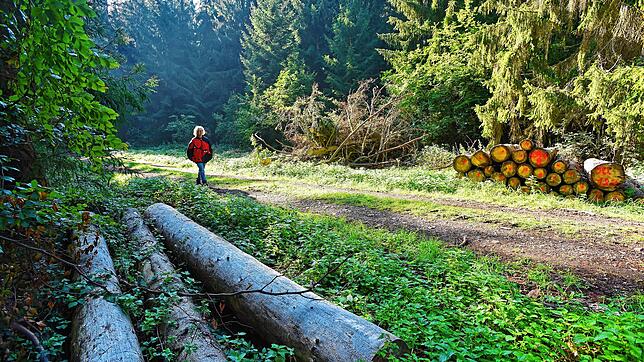 So sieht es aktuell im Hüfinger Stadtwald aus: Im Bereich Wuhr war in der Vergangenheit eine große Menge Sturmholz angefallen &ndash; ...