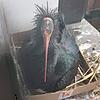 Eines der Waldrapp-Weibchen Anfang Mai auf dem Fenstersims in Rom. Ein Pappkarton dient als Unterstand für das Nest. Die beiden ...