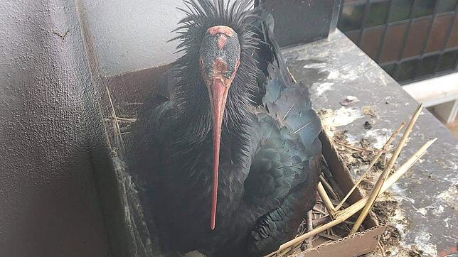 Eines der Waldrapp-Weibchen Anfang Mai auf dem Fenstersims in Rom. Ein Pappkarton dient als Unterstand für das Nest. Die beiden ...