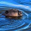 Wasser ist sein Element: Ein Biber schwimmt in der Oder.
