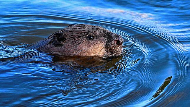Wasser ist sein Element: Ein Biber schwimmt in der Oder.