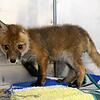 (Archivbild) Im April dieses Jahres wurde der kleine Fuchswelpe von Tierarzt Heinrich Preiß versorgt und dann wieder zu Ihrer Mutter ...