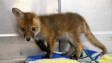 (Archivbild) Im April dieses Jahres wurde der kleine Fuchswelpe von Tierarzt Heinrich Preiß versorgt und dann wieder zu Ihrer Mutter ...