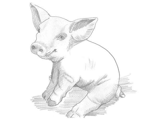 Flavio Prinoth und Pierluigi Orler schaffen ein Schweinchen.