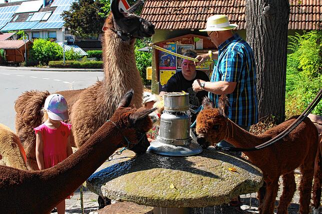Wenn es so heiß ist, dann bekommen auch die Tiere Durst. Der Brunnen wird von den Alpakas für eine Erfrischung genutzt.
