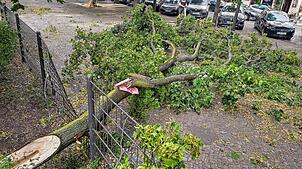 Ein vom Sturm umgestürzter Baum liegt am Boxhagener Platz in Berlin auf einem Gehweg. Nach dem Hitze-Wochenende hat ein Unwetter zu ...