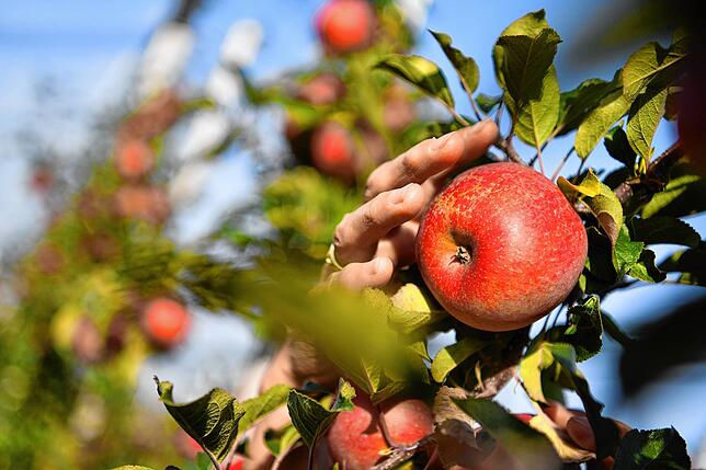 Obstbauerin Waizenegger pflückt in ihrer Obstplantage in Ettenkirch bei Friedrichshafeneinen Apfel der Sorte Fuji. Der Bodensee-Apfel ...