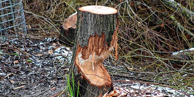 Dieser angenagte Baum musste gefällt werden. Er wäre sonst zur Gefahr geworden.