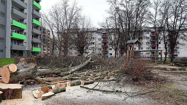 In der Brandenburgerstraße in Konstanz werden Bäume gefällt, genauer gesagt zwölf an der Zahl. Wofür müssen sie weichen?