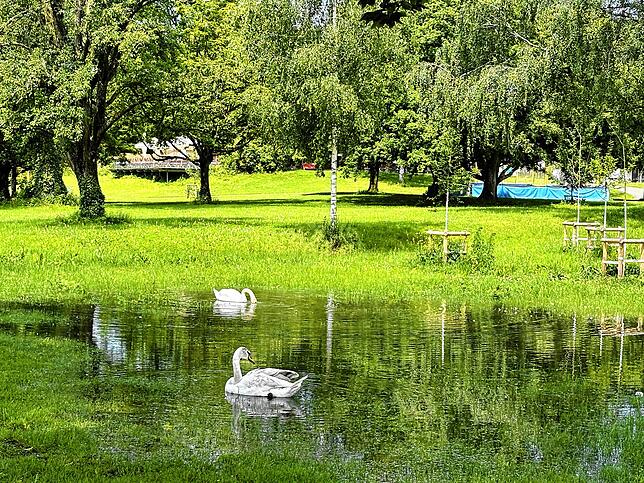Auf der Wiese beim Strandbad Horn schwimmen inzwischen Schwäne auf der Suche nach etwas Essbarem.
