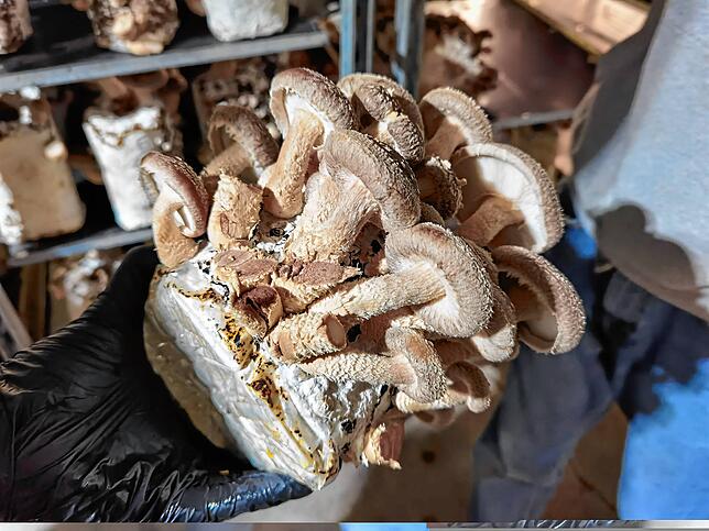 Shiitake-Pilze gedeihen auf einem Substratballen und sind nun erntereif.