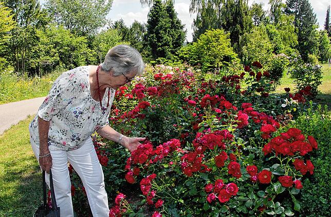 Renate Blohmann begutachtet auf dem Hubenloch die Rosenzüchtung Black Forest, die im Rahmen der Landesgartenschau 2010 auf diesen Namen ...