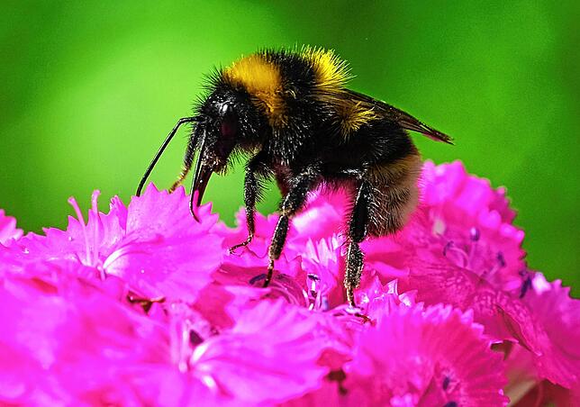 Eine Hummel sitzt in einem Garten auf einer Bartnelke.
