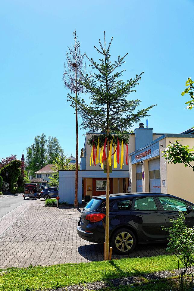Der Maibaum (links) hätte den Narrenbaum ersetzen sollen. Das konnte er aber nicht, weil in jenem (rechts) Vögel nisten.