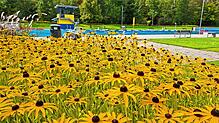 Herbst-Flair im Villinger Kneippbad: Die Herbstblumen blühen, das Schwimmerbecken ist leer. Ab dieser Woche machen die BVS-Mitarbeiter ...