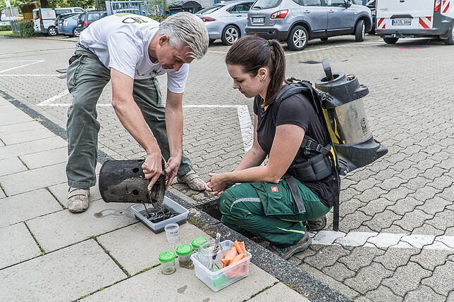Mitarbeiter der kommunalen Aktionsgemeinschaft zur Bekämpfung der Schnakenplage (Kabs) überprüfen 2017 in Karlsruhe eine mögliche ...
