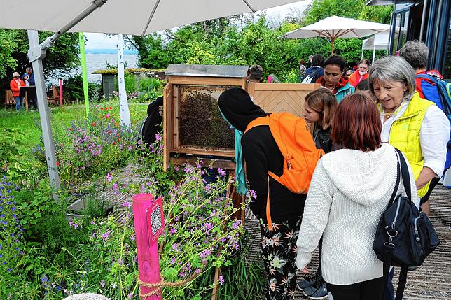Im hintersten Teil des Uferparks informieren Imker über Bienen und haben Schaukästen mit lebenden Völkern aufgestellt.