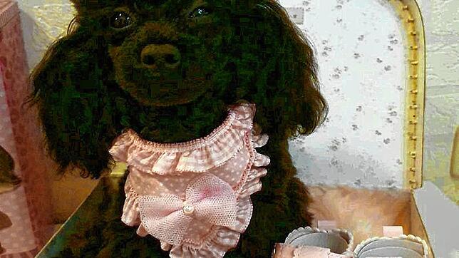 Wie eine Puppe zurechtgemacht: Teacup-Hunde werden wie kleine Schmuckstücke im Internet ausgestellt. Tierschützer sehen in den Zucht der ...