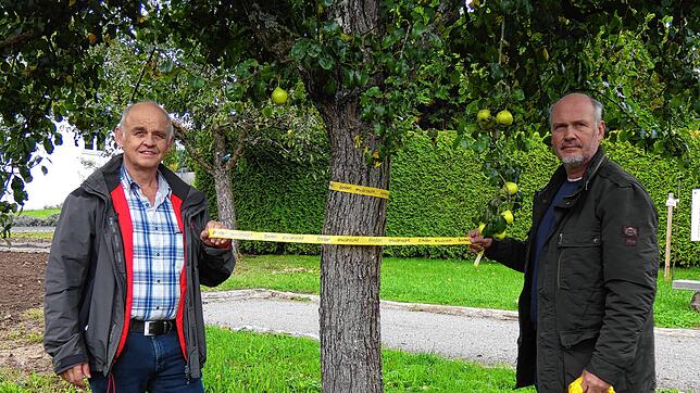 Bürgermeister Stefan Kaiser (rechts) kennzeichnet mit Gemeinderat Franz Brüstle in Schachen einen Birnbaum. Bild: Dehmel