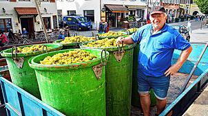 Winzer Herbert Schellinger hat sechs Zuber voll mit Weintrauben zum Winzerverein in die Meersburger Unterstadt gebracht. Ab 2024 muss er ...