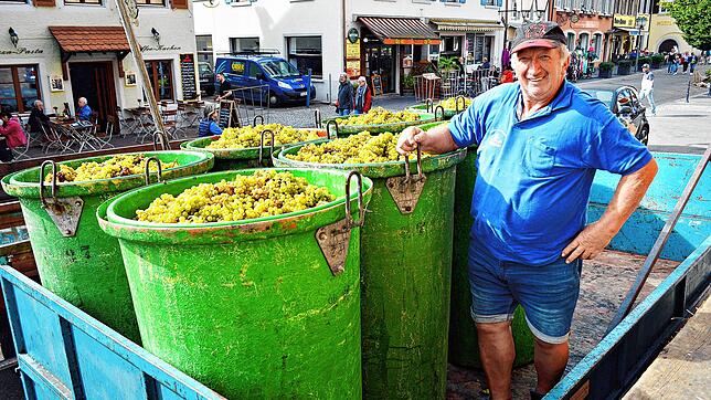 Winzer Herbert Schellinger hat sechs Zuber voll mit Weintrauben zum Winzerverein in die Meersburger Unterstadt gebracht. Ab 2024 muss er ...