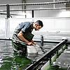 Das Bezirksgericht Rheinfelden hat über die Swiss Shrimp AG den Konkurs eröffnet. Hier ein Bild eines Mitarbeiters in Rheinfelden 2019.