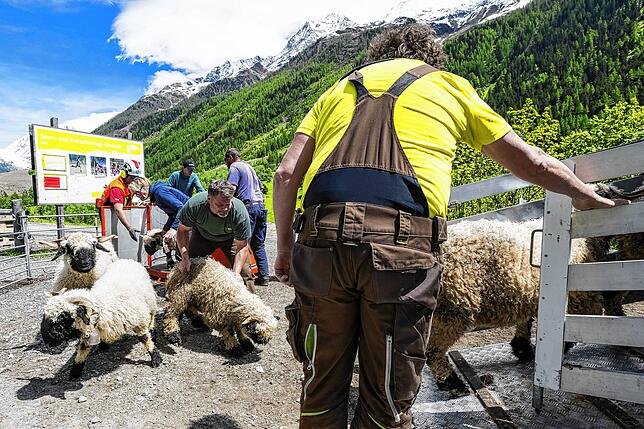 Wegen der Gefahr von Flutwellen oder Gerölllawinen räumen die Behörden weitere Häuser. In Wiler, einem Nachbarort von Blatten, bergen ...