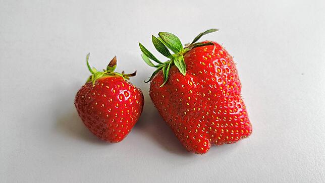 Zwei Erdbeeren vom Hofladen Pfleghaar. In der 500-Gramm-Schale kostet diese Sorte 5,80 Euro.