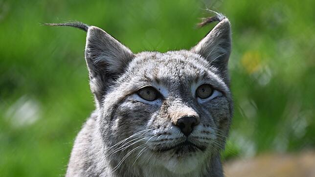 An der Grenze zur Schweiz wurde ein wildlebender Luchs entdeckt. (Foto-Illustration)
