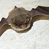 Eine Wasserfledermaus.