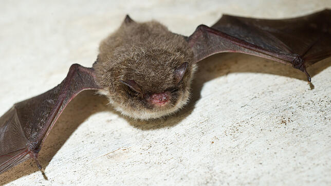 Eine Wasserfledermaus.