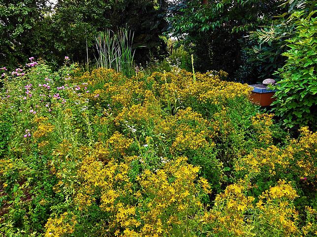 Im Sommer ist der Garten von Elke Pfau ein blühendes Paradies, an dem sich auch die Bienen freuen. Hühner verschmähen viele Wildpflanzen.